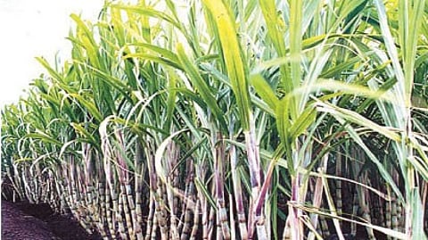 Sugar Cane
