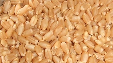 खानदेशात गव्हाच्या दरात सुधारणा