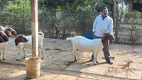 Goat Farmगलु