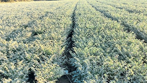 Soybean Chana