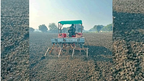 Chana Cultivation