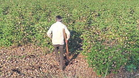 Cotton Bollworm : खानदेशात कपाशीचे मोठे क्षेत्र रिकामे