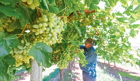 Grape Harvesting