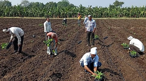 Onion And Banana Cultivation