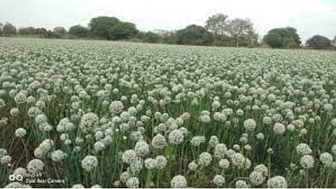 Onion Seed Production
