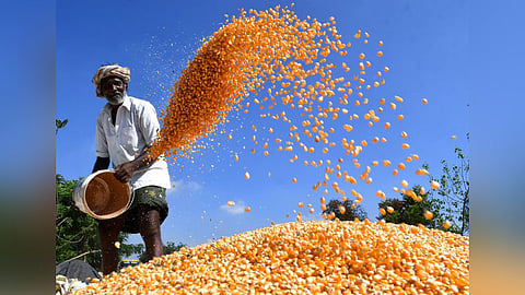 Maize Market