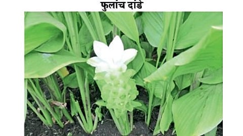 Turmeric crop