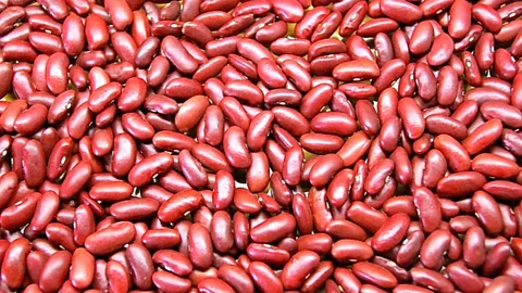 Rajma Cultivation