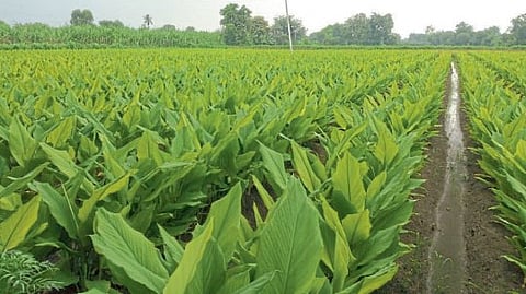 Turmeric Cultivation