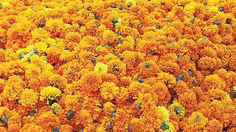 Marigold Flower