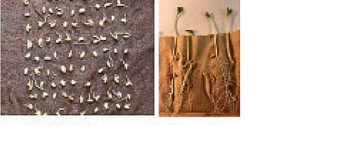 Seed Germination Test