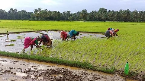 Paddy harvesting