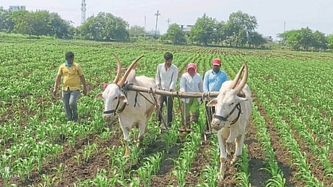 Rabi Season