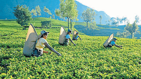 Sri Lank Organic Farming