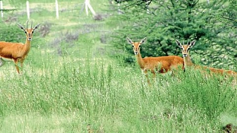 Forest Department