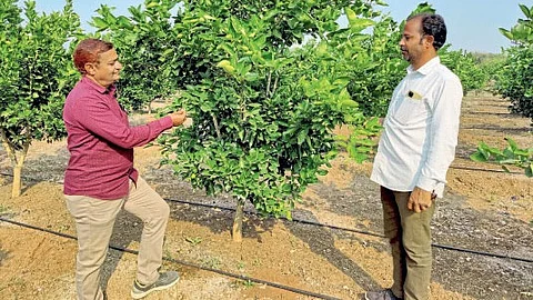 Orchard Planting