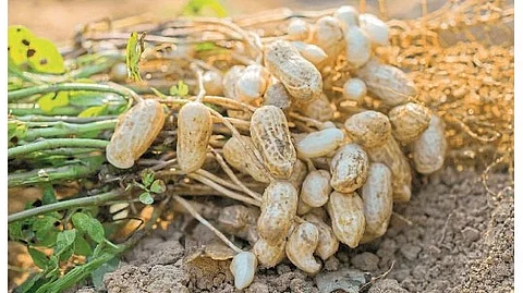 Groundnut Cultivation