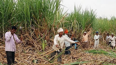 Sugar cane worker