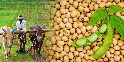 Soybean