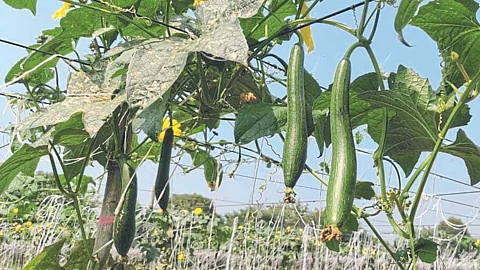 Vegetable : वेलवर्गीय भाजीपाला