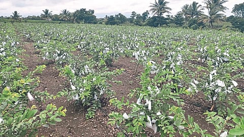 Guava Cultivation