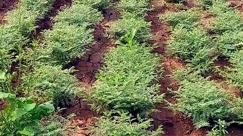 Rabi season