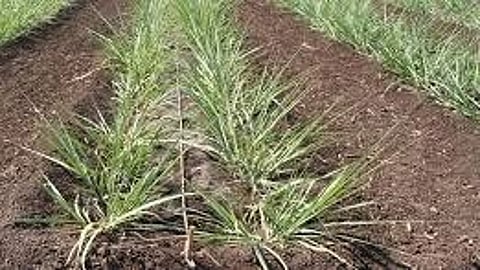 Sugarcane Cultication