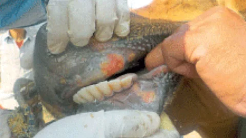 Animal Health