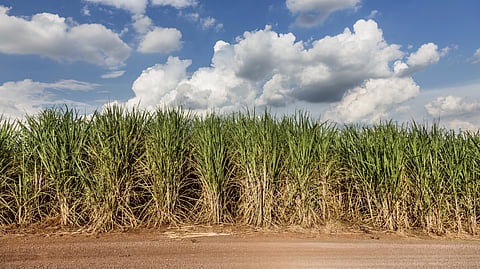 Sugar cane