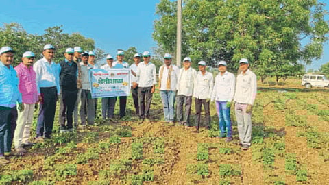Potato Cultivation