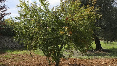 Fruit Crop Planting