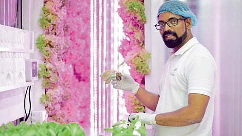 Saffron Farming