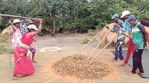 Ragi Harvesting