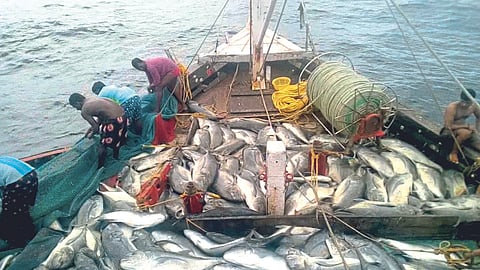 Fish Production