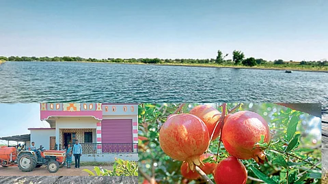 Pomegranate Farming