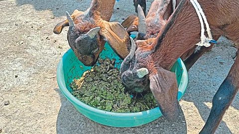 Orange Peel Silage