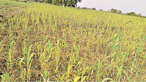 Crop Damage : तूर अन् ज्वारीलाही बसला अतिपावसाचा फटका