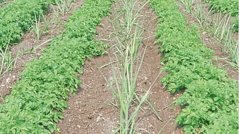 Sugar Cane Management