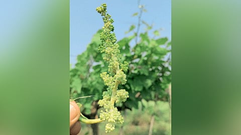 Grape Management