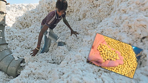 Soybean Cotton Rate