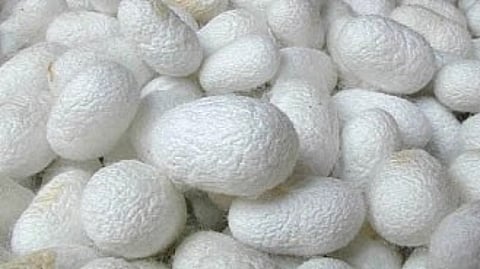 Silk Farming