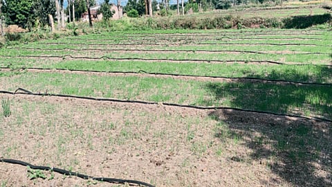 Onion Fungal Disease