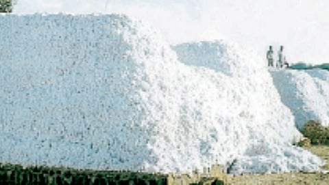 Cotton Rate