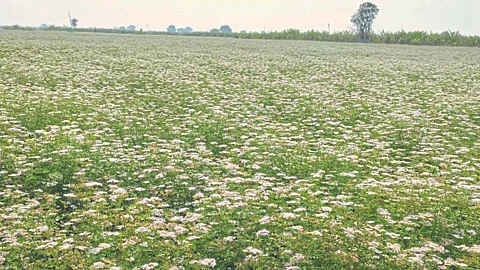 Coriander Sowing | Coriander Farming | Coriander Crop