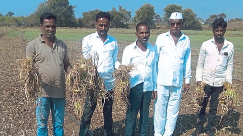 Onion Rate | Onion Today's Rate