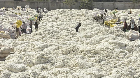 Cotton Rate