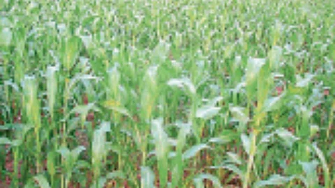 Department of Agriculture