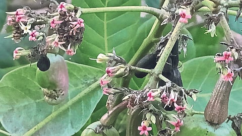 Cashew | Cashew Crop Damage