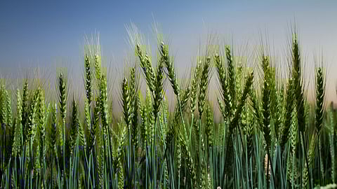 Wheat Cultivation