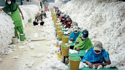 Cotton Grading